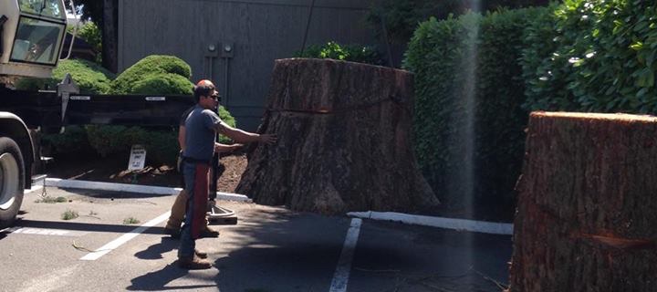 VA buy remover, tree stump South Boston